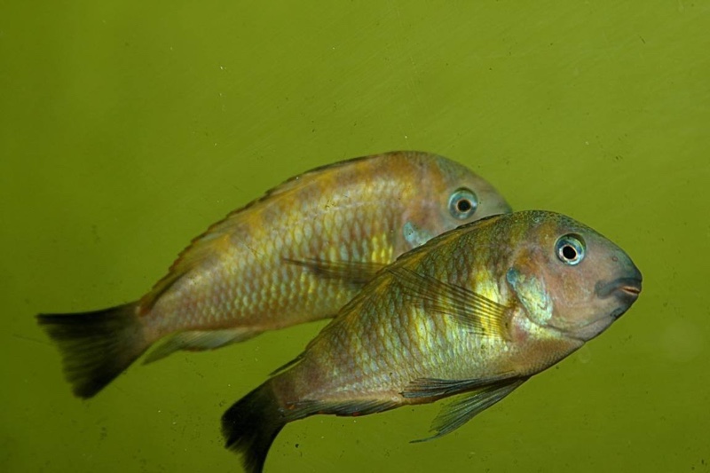 Tropheus sp. 'kipili' Ulwile Island